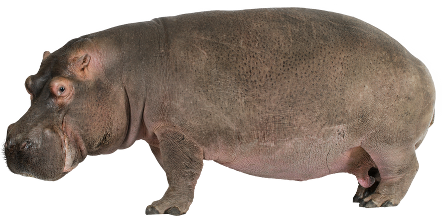 Hippopotamus - Hippopotamus Amphibius ( 30 Years)