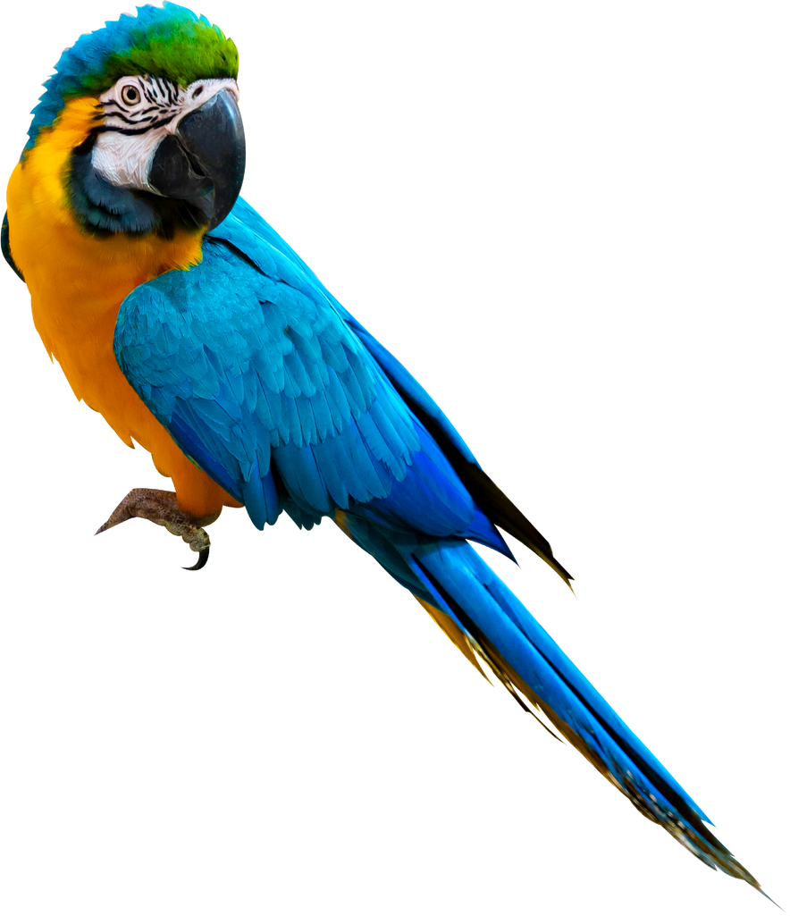 macaw parrot parakeet perching on isolate on transparent background PNG file